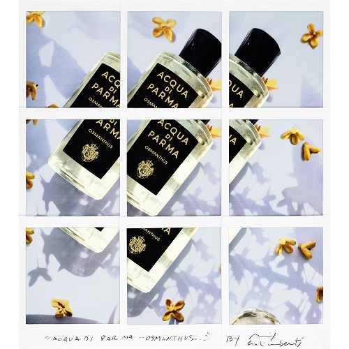 osmanthus eau de parfum acqua di parma